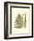 Small Antique Fern VI-null-Framed Art Print