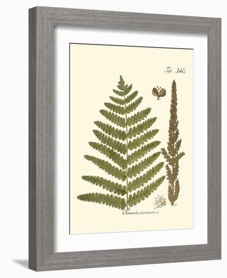 Small Antique Fern VI-Vision Studio-Framed Art Print