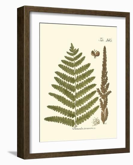 Small Antique Fern VI-Vision Studio-Framed Art Print