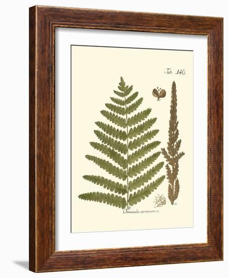 Small Antique Fern VI-Vision Studio-Framed Art Print