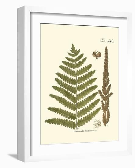 Small Antique Fern VI-Vision Studio-Framed Art Print