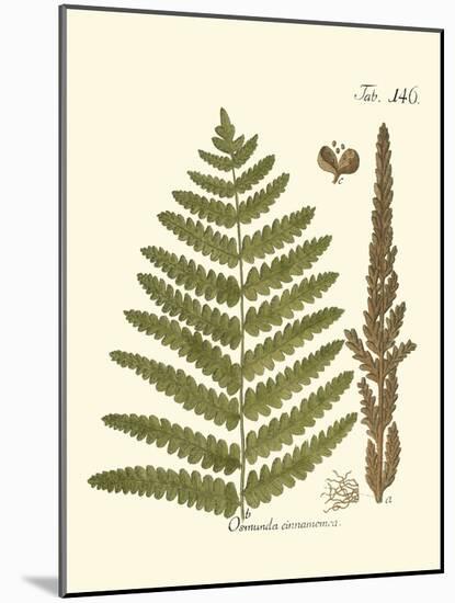 Small Antique Fern VI-Vision Studio-Mounted Art Print