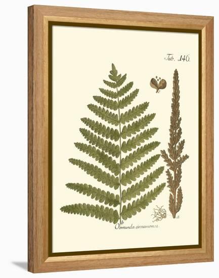 Small Antique Fern VI-Vision Studio-Framed Stretched Canvas