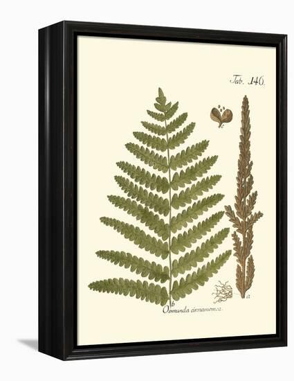 Small Antique Fern VI-Vision Studio-Framed Stretched Canvas