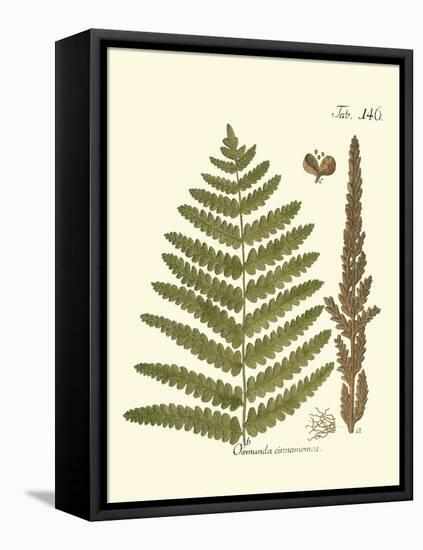 Small Antique Fern VI-Vision Studio-Framed Stretched Canvas