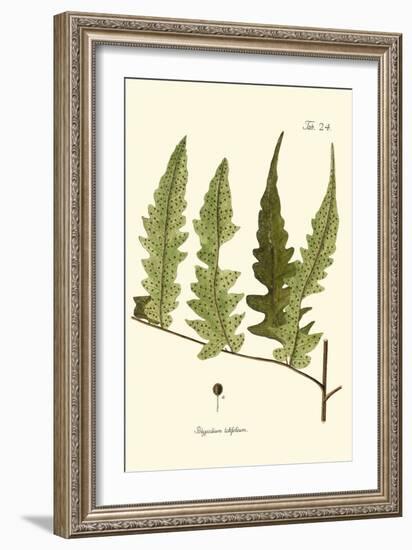 Small Antique Fern VII-Vision Studio-Framed Art Print