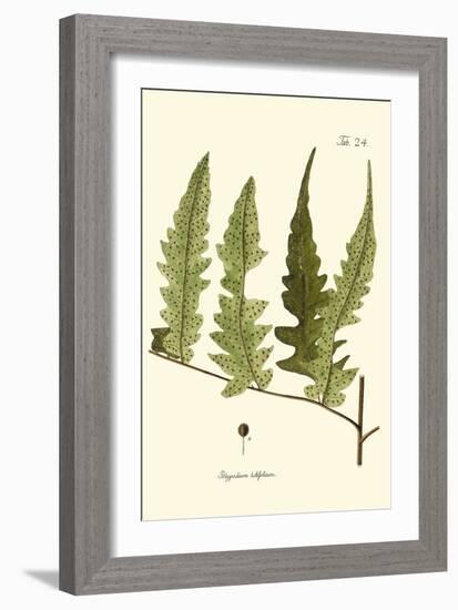 Small Antique Fern VII-Vision Studio-Framed Art Print