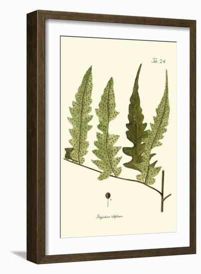 Small Antique Fern VII-Vision Studio-Framed Art Print