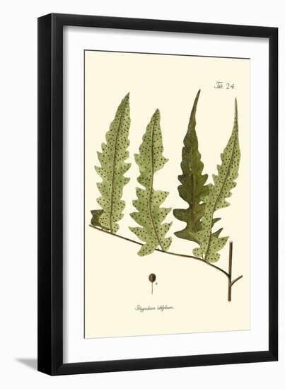 Small Antique Fern VII-Vision Studio-Framed Art Print