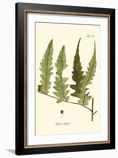 Small Antique Fern VII-Vision Studio-Framed Art Print