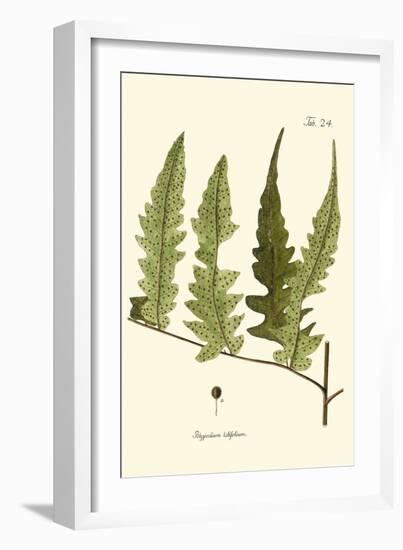 Small Antique Fern VII-Vision Studio-Framed Art Print