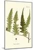 Small Antique Fern VII-Vision Studio-Mounted Art Print