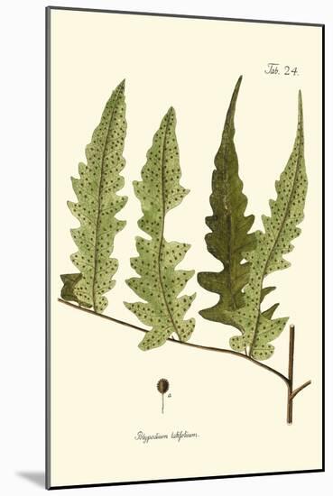 Small Antique Fern VII-Vision Studio-Mounted Art Print