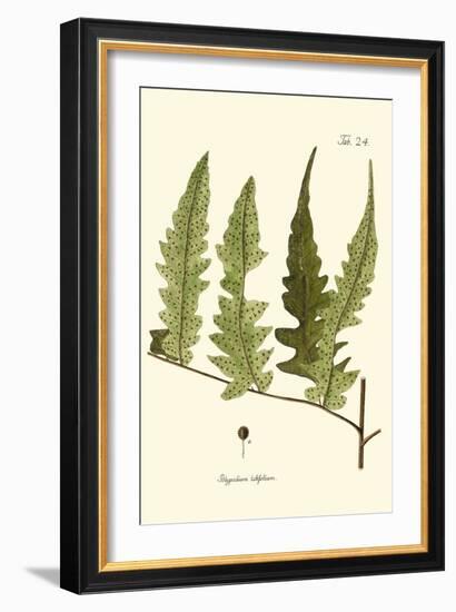 Small Antique Fern VII-Vision Studio-Framed Art Print