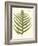 Small Antique Fern VIII-Vision Studio-Framed Art Print