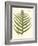 Small Antique Fern VIII-Vision Studio-Framed Art Print