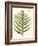 Small Antique Fern VIII-Vision Studio-Framed Art Print