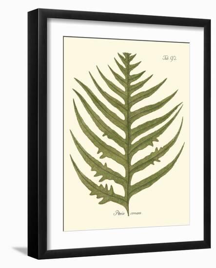 Small Antique Fern VIII-Vision Studio-Framed Art Print