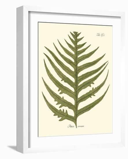 Small Antique Fern VIII-Vision Studio-Framed Art Print