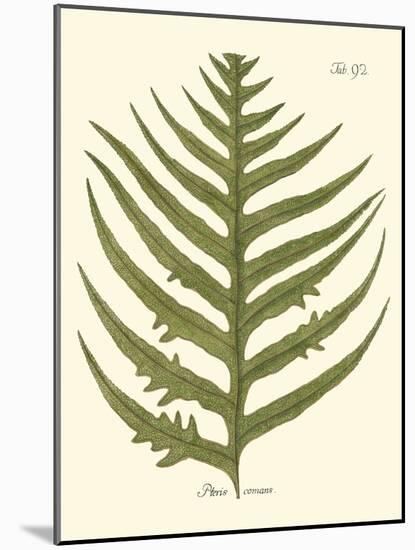 Small Antique Fern VIII-Vision Studio-Mounted Art Print