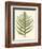 Small Antique Fern VIII-Vision Studio-Framed Art Print