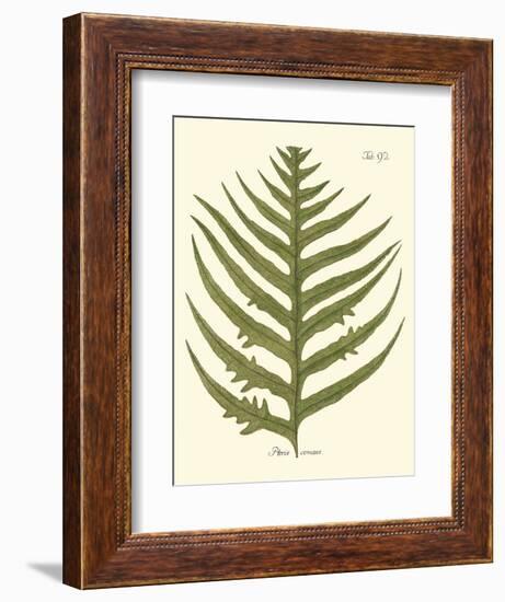 Small Antique Fern VIII-Vision Studio-Framed Art Print