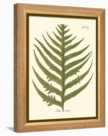 Small Antique Fern VIII-Vision Studio-Framed Stretched Canvas