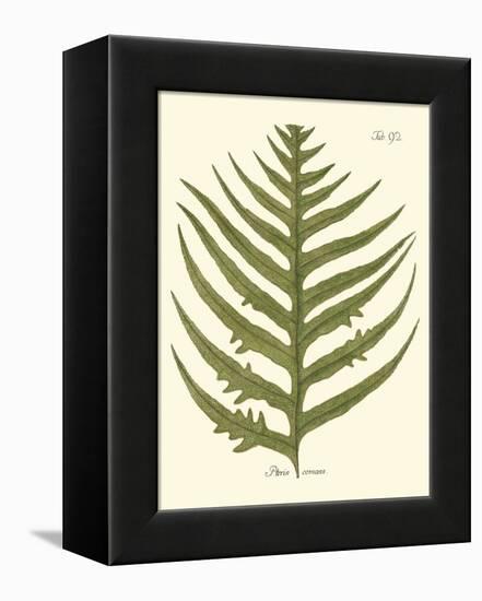 Small Antique Fern VIII-Vision Studio-Framed Stretched Canvas