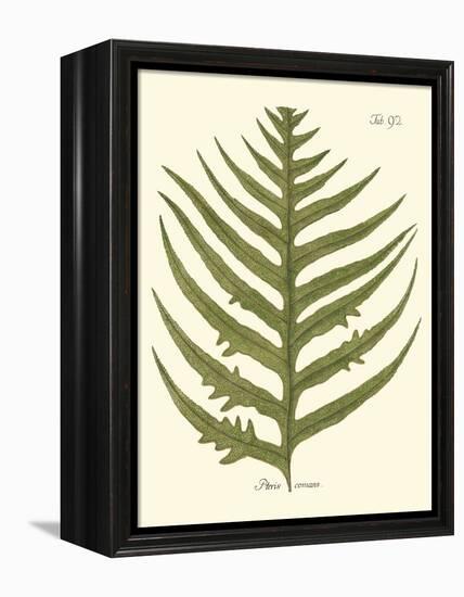 Small Antique Fern VIII-Vision Studio-Framed Stretched Canvas