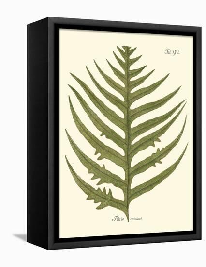 Small Antique Fern VIII-Vision Studio-Framed Stretched Canvas