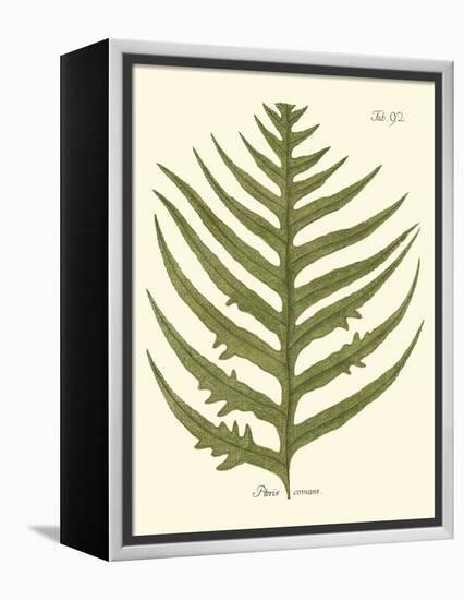 Small Antique Fern VIII-Vision Studio-Framed Stretched Canvas