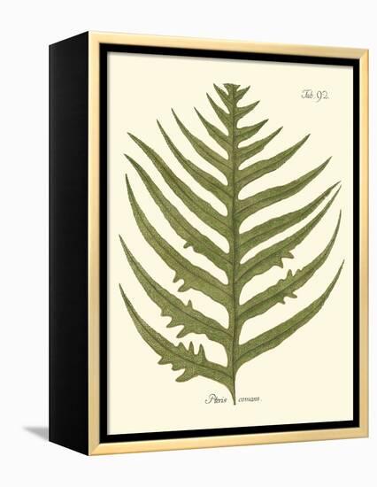 Small Antique Fern VIII-Vision Studio-Framed Stretched Canvas