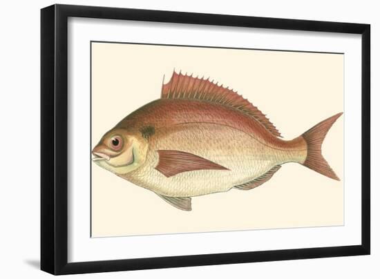Small Antique Fish III-Vision Studio-Framed Art Print