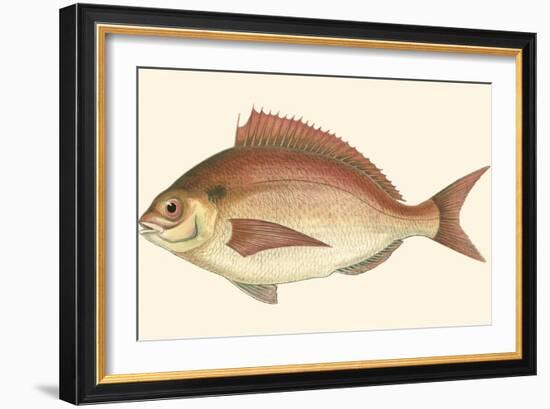 Small Antique Fish III-Vision Studio-Framed Art Print