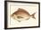 Small Antique Fish III-Vision Studio-Framed Art Print