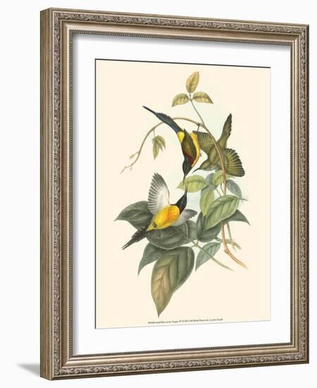 Small Bird of the Tropics IV-John Gould-Framed Art Print