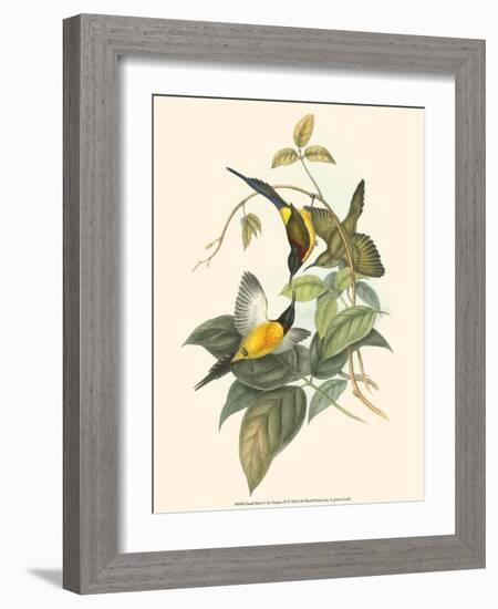 Small Bird of the Tropics IV-John Gould-Framed Art Print