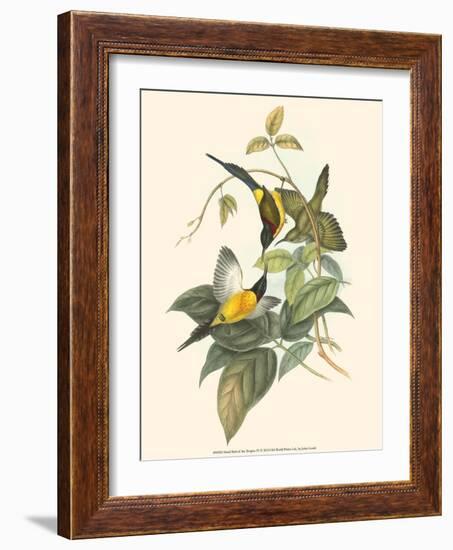 Small Bird of the Tropics IV-John Gould-Framed Art Print