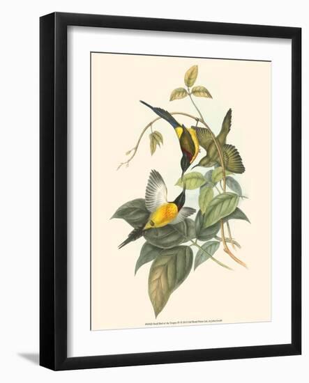 Small Bird of the Tropics IV-John Gould-Framed Art Print