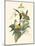 Small Bird of the Tropics IV-John Gould-Mounted Art Print