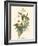 Small Bird of the Tropics IV-John Gould-Framed Art Print