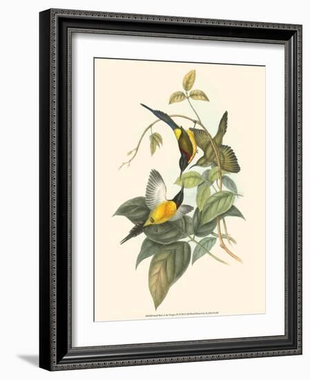 Small Bird of the Tropics IV-John Gould-Framed Art Print