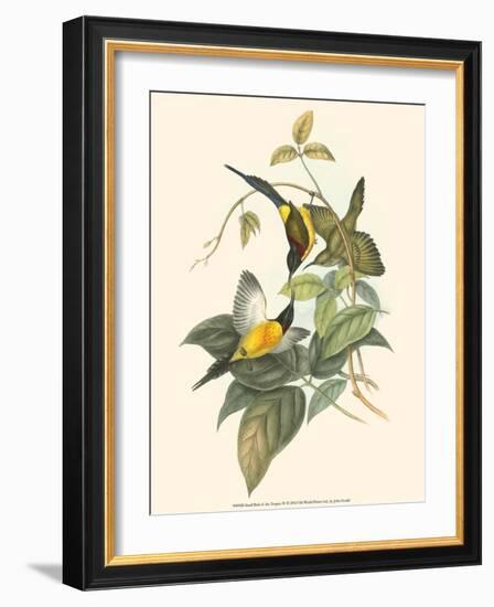 Small Bird of the Tropics IV-John Gould-Framed Art Print