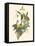 Small Bird of the Tropics IV-John Gould-Framed Stretched Canvas