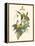 Small Bird of the Tropics IV-John Gould-Framed Stretched Canvas