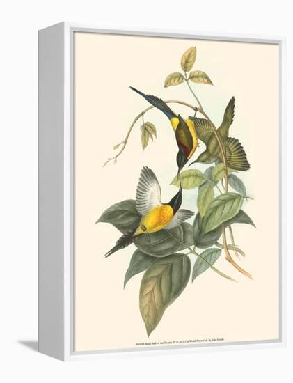 Small Bird of the Tropics IV-John Gould-Framed Stretched Canvas