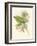 Small Birds of Tropics II-John Gould-Framed Art Print