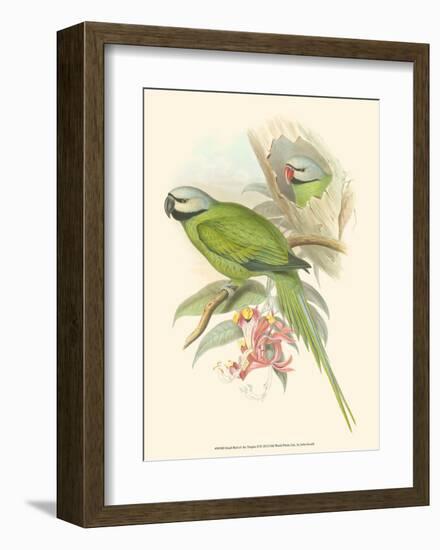 Small Birds of Tropics II-John Gould-Framed Art Print