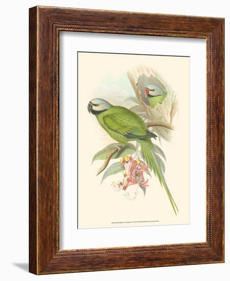 Small Birds of Tropics II-John Gould-Framed Art Print