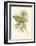 Small Birds of Tropics II-John Gould-Framed Art Print